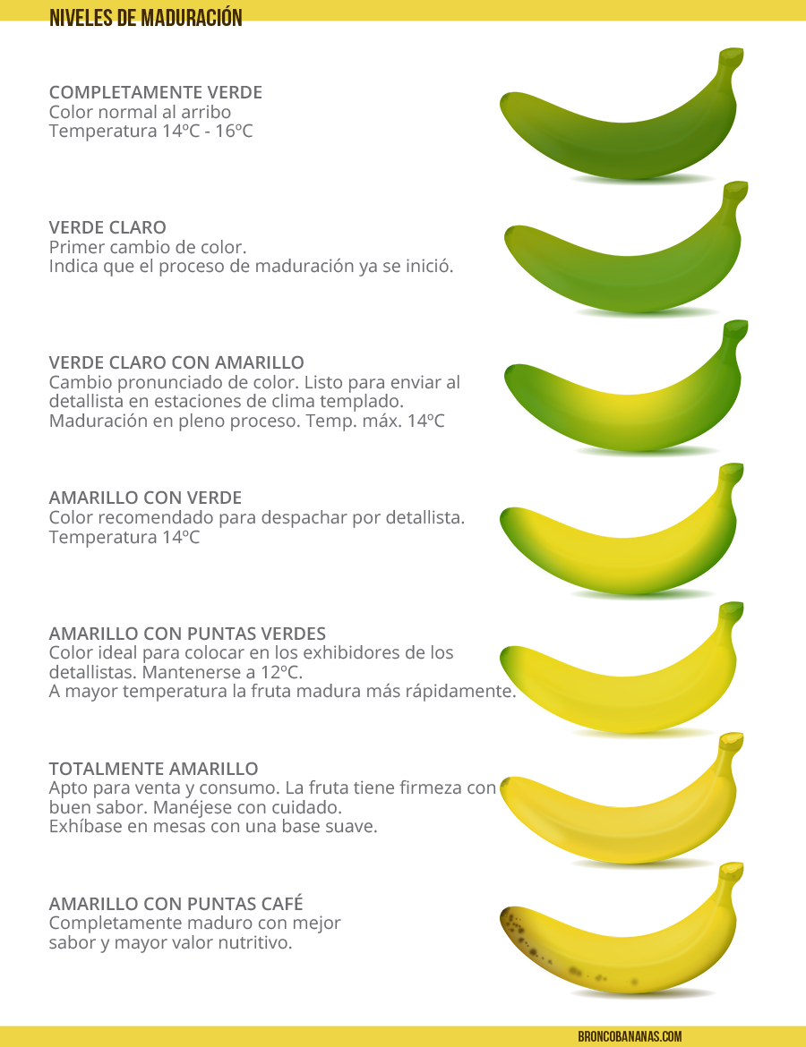 etapas-maduracion-web